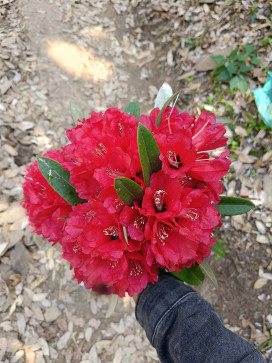 , 22, India