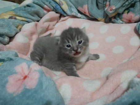 Meow002, 20, United States