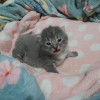 Meow002