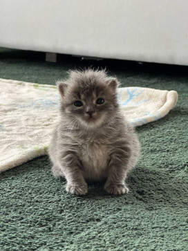 Meow, 20, United States