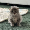 Meow