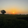 Gaurav