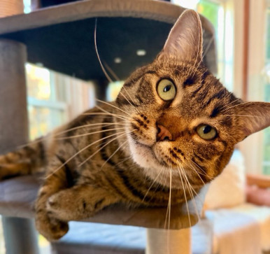 Magnus, 25, India