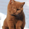 Jacque