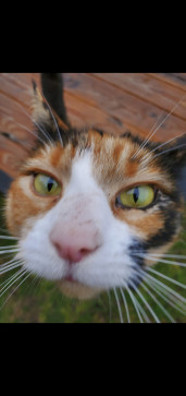 Purrfect, 19, United States