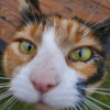 Purrfect