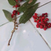 Dian Taraaka