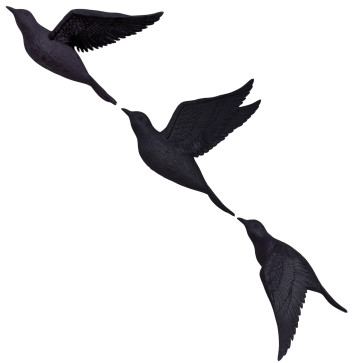 Taxonomy, 19, India