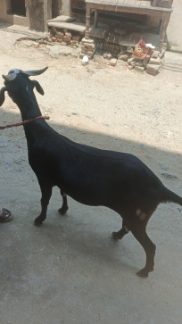 Akib Ansari, 18, India