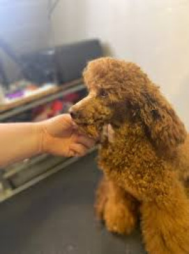 Alex Jose, 18, United States