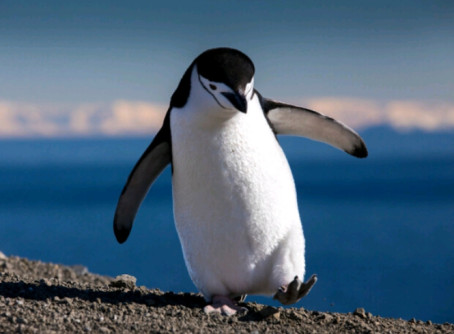 Whyysoserious, 89, India