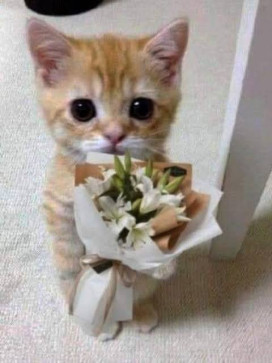 James, 25, Egypt