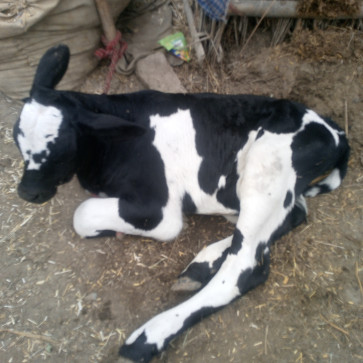 Rokshi Parween, 18, India