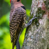 Oryctolagus