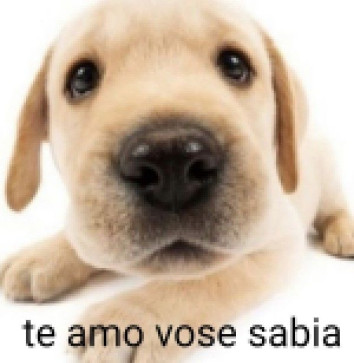 Inzz, 18, Brazil