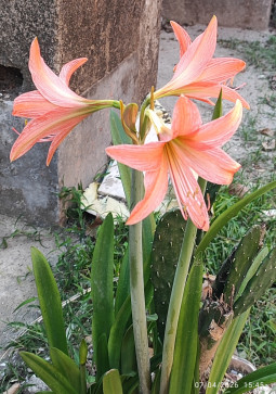 Tamojit, 25, India