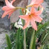 Tamojit