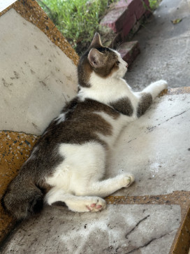 You Tube, 26, Malaysia
