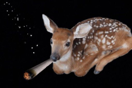 Therealbatmana, 20, Egypt