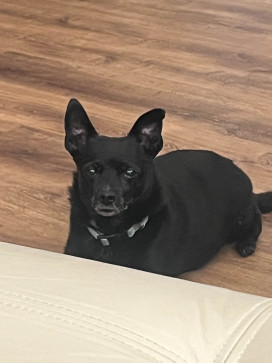 Applemeomeow, 32, United States