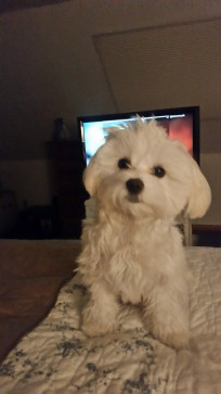 Demola Titi, 18, United States