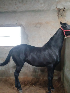 Gopal Singh, 18, India