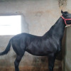 Gopal Singh