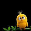 Vaibhav R