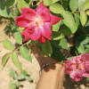 Shubhjeet prajapati 