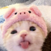 Amiraasup2