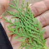 ANSHU GURJARZ