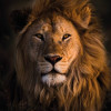 Sher e baloch