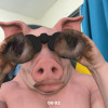 Culo Peludo