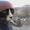 Cool Guy