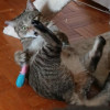 CatShelterWorker