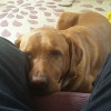 Bruno