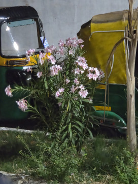 Rohan, 26, India