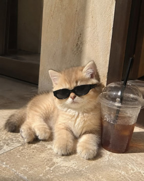 Koko, 18, United States