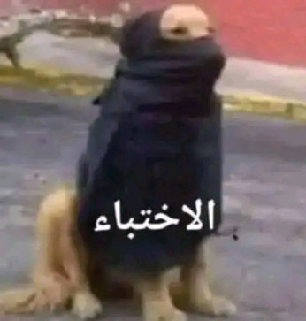 N, 25, Egypt