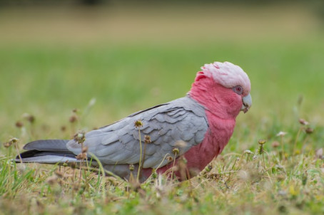 Harry, 65, Australia