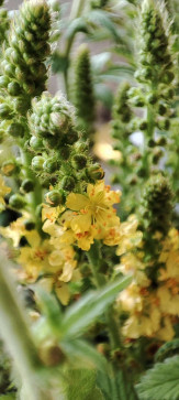 Alucard, 28, Philippines