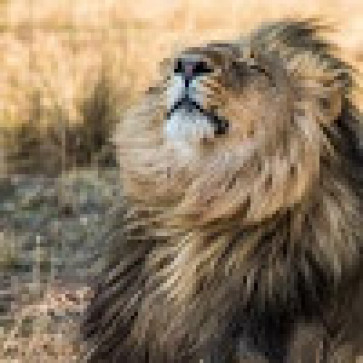 Lion, 30, United States Minor Outlying Islands