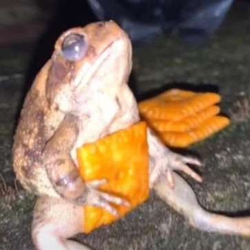 Idek, 21, United States