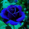 Blue Rose